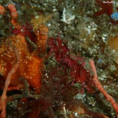 Idiotropiscis lumnitzeri