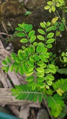Phyllanthus