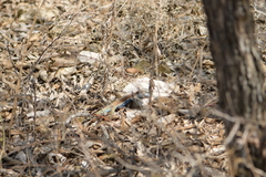 Aspidoscelis motaguae