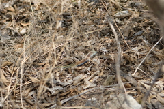 Aspidoscelis motaguae