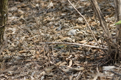 Aspidoscelis motaguae