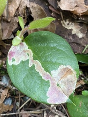 Cameraria gaultheriella