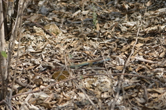 Aspidoscelis motaguae