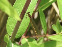 Lestes forcipatus