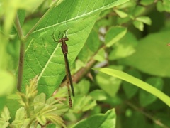Lestes forcipatus