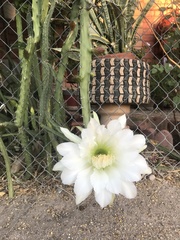 Peniocereus