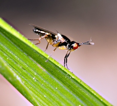 Prochyliza xanthostoma