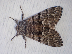 Panthea virginarius