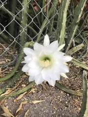 Peniocereus