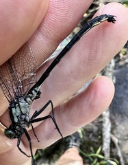 Stenogomphurus rogersi