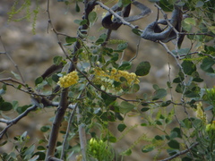 Microlobius foetidus