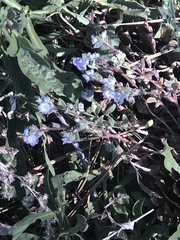 Phacelia douglasii