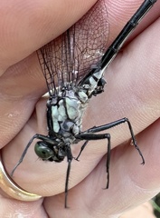 Stenogomphurus rogersi