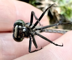 Stenogomphurus rogersi