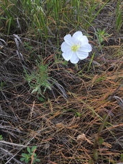 Oenothera albicaulis