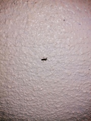 Burtinus notatipennis