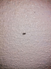 Burtinus notatipennis