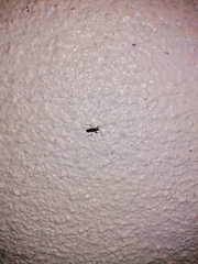 Burtinus notatipennis