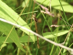 Lestes forcipatus