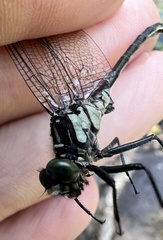 Stenogomphurus rogersi