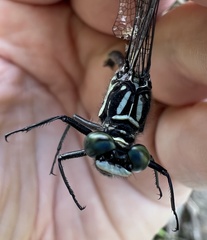 Stenogomphurus rogersi