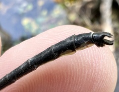 Stenogomphurus rogersi