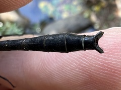 Stenogomphurus rogersi