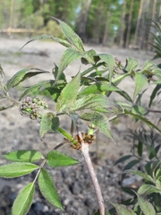 Sambucus sibirica