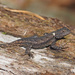 Eastern Fence Lizard - Photo (c) Judy Gallagher, some rights reserved (CC BY)