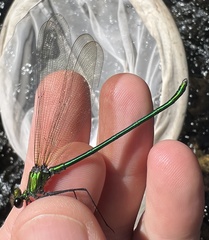 Calopteryx angustipennis
