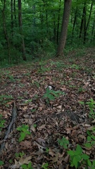 Asclepias quadrifolia