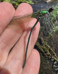 Calopteryx angustipennis