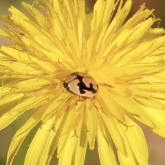 Mulsantina