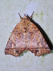 Lineopalpa birena
