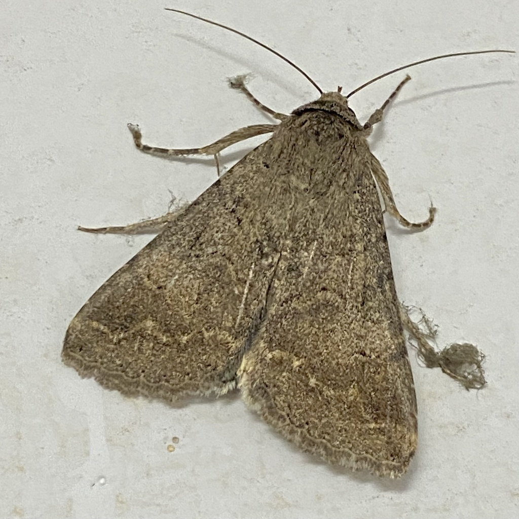 Melipotis walkeri