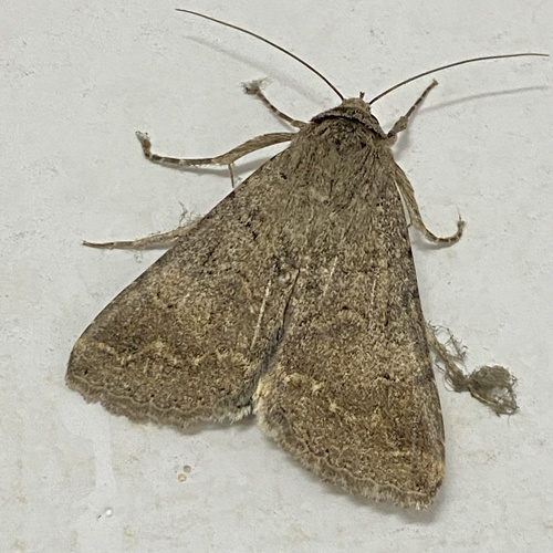 Melipotis walkeri
