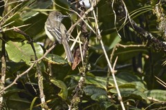 Myiarchus cephalotes