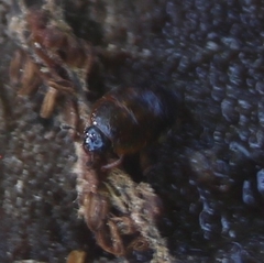 Amphicrossus ciliatus