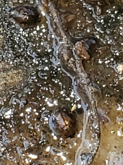 Amphicrossus ciliatus