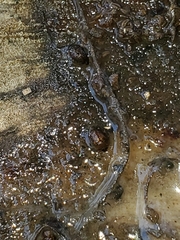 Amphicrossus ciliatus