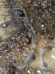 Amphicrossus ciliatus