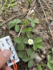 Fragaria cascadensis