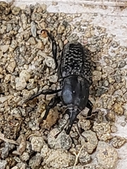 Sphenophorus cicatristriatus
