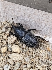 Sphenophorus cicatristriatus