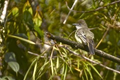 Myiarchus cephalotes
