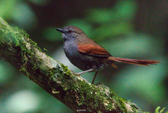 Synallaxis cinerascens