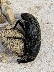 Sphenophorus cicatristriatus