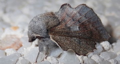 Phyllodesma kermesifolia