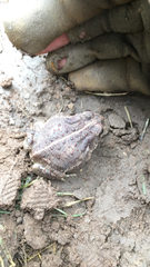 Anaxyrus woodhousii