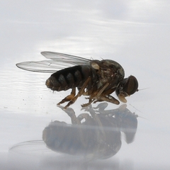 Lindneromyia flavicornis